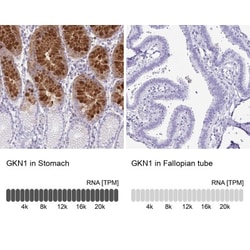 Gastrokine 1 Antibody, Novus Biologicals:Antibodies:Primary Antibodies